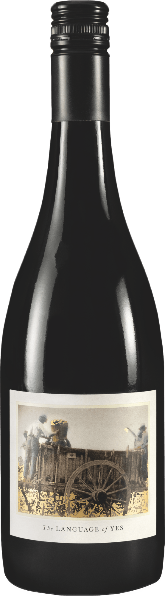 The Language of Yes Syrah